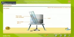 Factors That Affect Photosynthesis