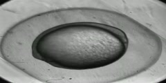 Zebrafish egg development over 24 hours