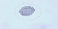 Amphioxus embryonic development