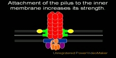 Analysis on the Evolution of the Flagellum