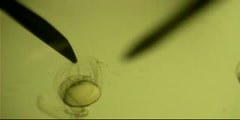 How a zebrafish embryo is dechorionated