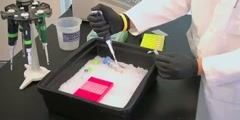 Simulating a Polymerase Chain Reaction