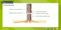 How To Find The Vascular Bundles In A Stem?