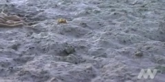 Octopus walks on a dry land