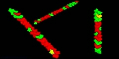 Dynamics of ParM Filaments