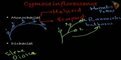 Cymose type of Inflorescence