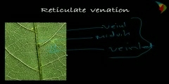 Leaf Venation