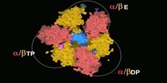 ATP Synthase - Part II