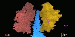 ATP Synthase - Part III