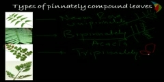 types of leaves