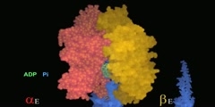 ATP Synthase - Part IV