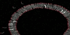 Fatty Acid Vesicle Dynamics