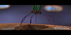 The Virus that Infects Bacteria