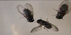 Fruit Fly Mating Rituals
