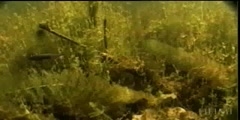 Environment for Stickleback