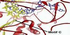 The RNA-dependent RNA polymerase