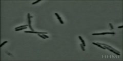 Penicillin acting on bacteria
