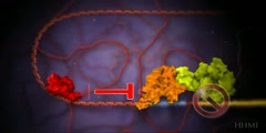 Eukaryotic DNA Transcription Regulation