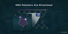 The Chemical Structure of DNA