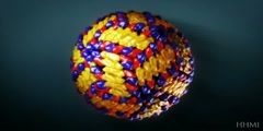 Dengue Virus Structure