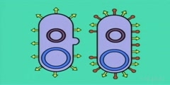Bacterial Conjugation Animation