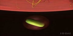 Animation of Intracellular Infection by Salmonella