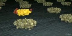 Biochemical cascade mechanism how bacterial quorum senses