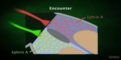 Repellant ephrin signals on limb innervations