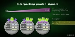The effect of signal molecules on transcription factors