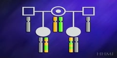 Exclusion Mapping to narrow down the location of a gene