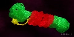 Proteasome Function