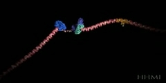 Tri Nucleotide Repeat Animation