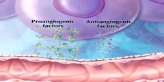 Angiogenesis mechanism