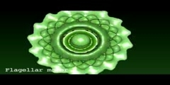 Electron microscopic view of flagellar motion