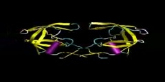HIV Protease