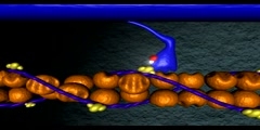 Role of myosin cross-bridge in the contraction of muscle