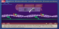 Action Potentials and Muscle Contraction