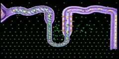 Function of the Nephron