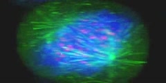 Cell divison video under flourescent microscopy