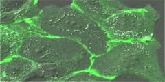 Adhesion junctions at epithelial cells