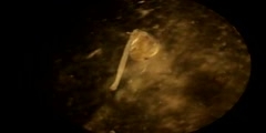 Hydra feeding (attached to) a daphnia