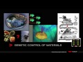 Lec 4 - TEDxCaltech - Angela Belcher - Engineering Biology to Make Materials for Energy Devices