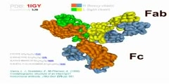 Antibody structure - LiaGen