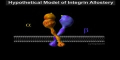 Integrin-Collagen binding model, PMAP