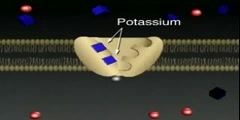 Cellular transprot of sodium and potassium: active transport