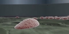 Stem Cells Part IV
