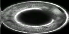 Formation of a Drosophila Ventral Furrow