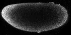 Drosophila egg that is unfertilized