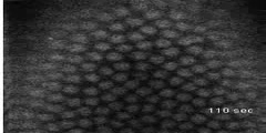 Bicoid-GFP photobleaching in early Drosophila embyros