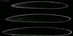 Bicoid gradient formation in Drosophila embryos